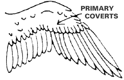 Wing Clipping Diagram of Primary Coverts