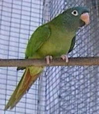 bccannie