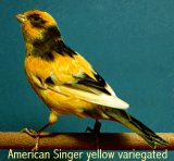 American Singer Canary