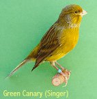 Green Foul Canary