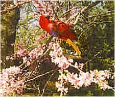 eclectus