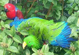 eclectus