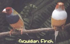 gouldian finch