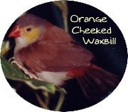 orange cheeked waxbill finch