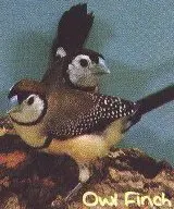 owl finch