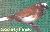 society finch