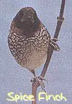 spice finch