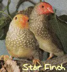 star finch
