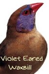 violet eared waxbill finch
