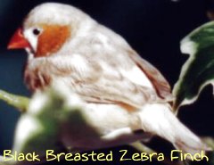 zebra black breasted finch