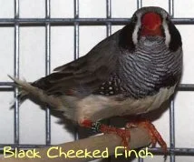 zebra black cheeked finch