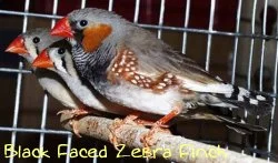 zebra black faced finch