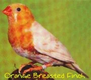 orange breasted zebra finch