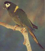 yellow collared macaw