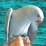jbirngbl