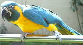 caninde macaw