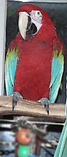 greenwing macaw