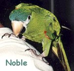 noble macaw