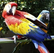 scarlet caninde macaws