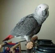 rafiki