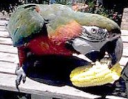 macaw eating corn