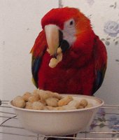 macaw eating almonds