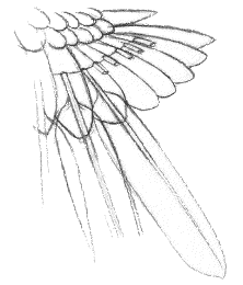 wingcut