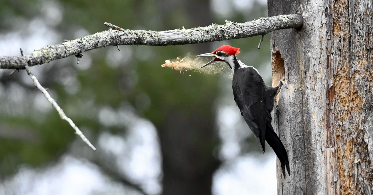 aud apa 2020 pileated woodpecker p1 11697 1 nape photo katherine davis