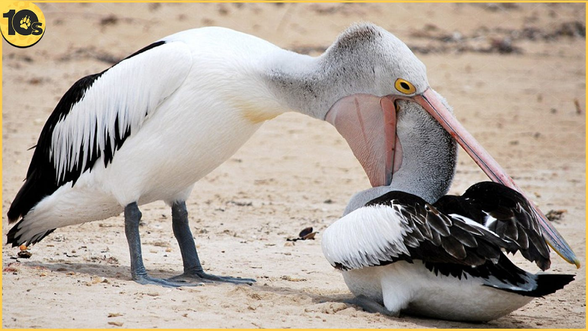 bizard eating birds