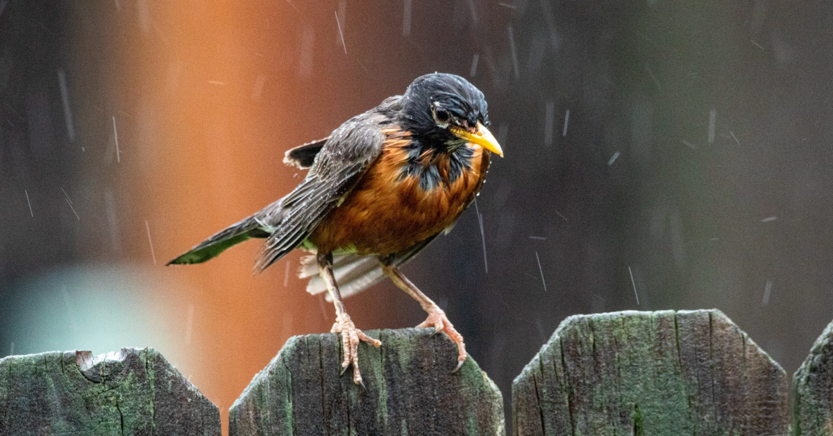 birds and weather