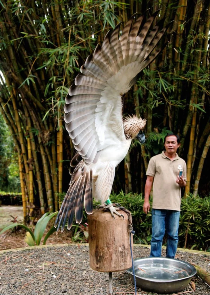 Birds of Prey: The Top 10 Most Fearsome Raptors 11 63d622dc117749001de8b758