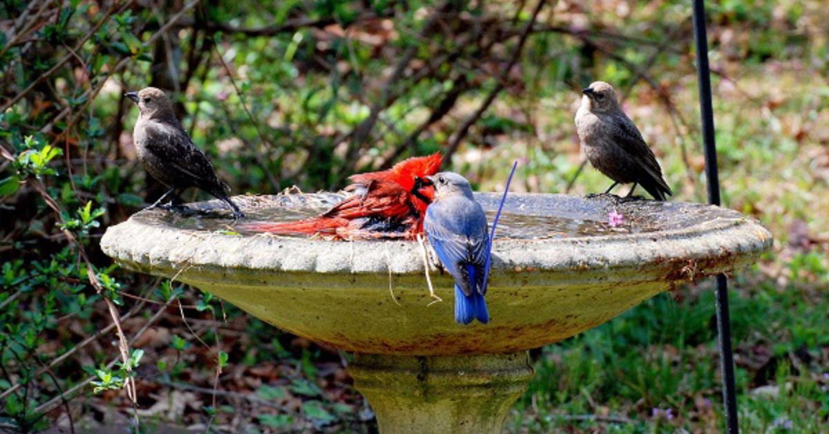 birds in your backyard