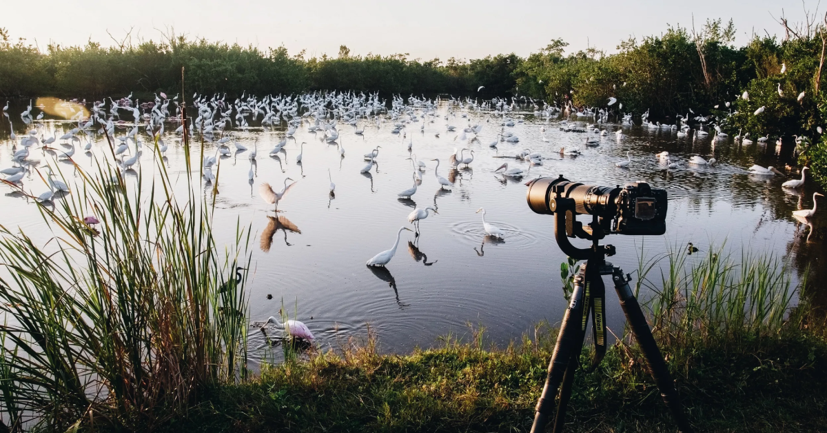 bird watching spot