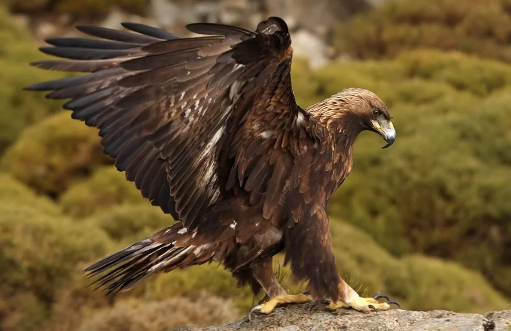 Birds of Prey: The Top 10 Most Fearsome Raptors 4 Golden Eagle Jesus Giraldo Gutierrez Shutterstock 1