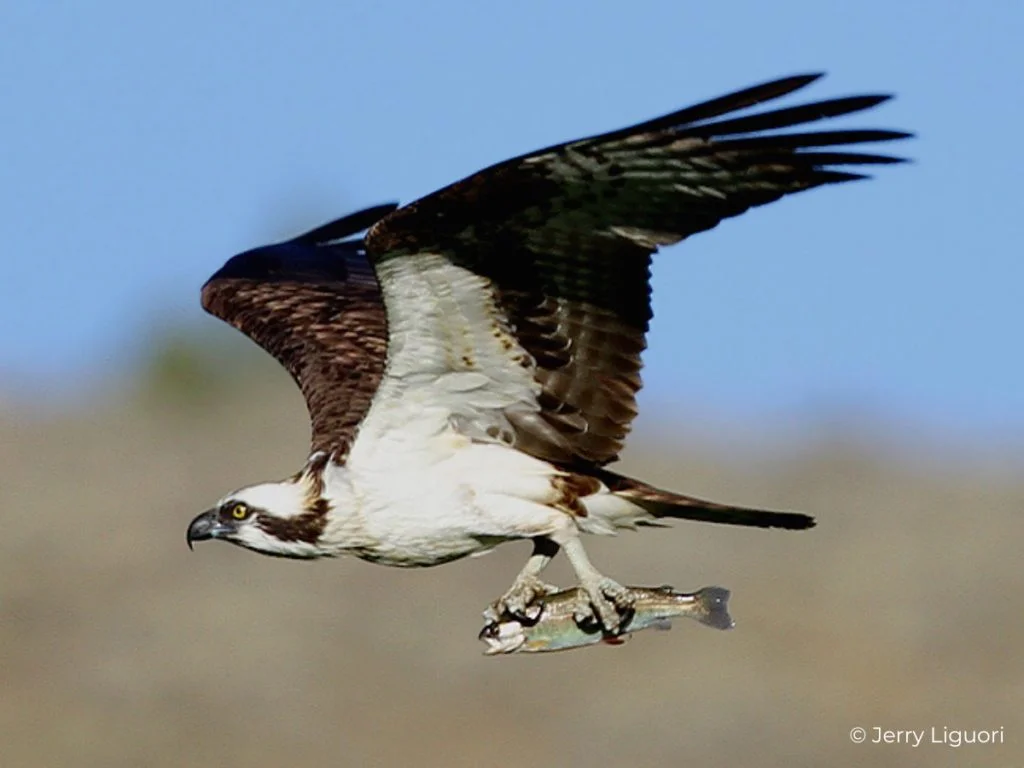 Birds of Prey: The Top 10 Most Fearsome Raptors 10 OSPR FS 1024x768 1