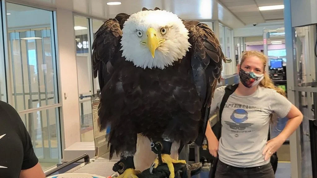 Birds of Prey: The Top 10 Most Fearsome Raptors 6 bald eagle 01 ht jef 220825 1661468661803 hpMain 16x9 1600 1