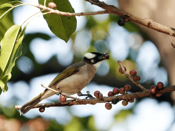 beautiful bird city chinese bulbul 600nw 1063855427