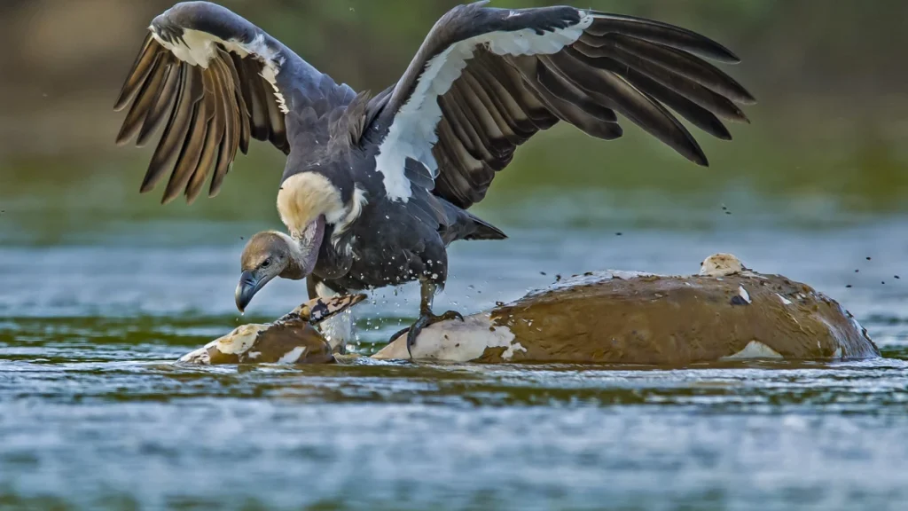 brahmaputra white rumped vulture dhritiman mukherjee k30d2f