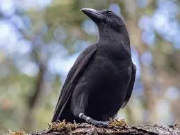 hawaaiian crow