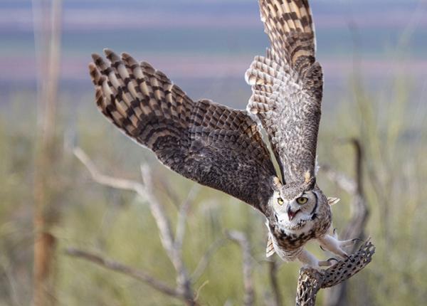 raptor er great horned owl leaving perch greg albrechtsen