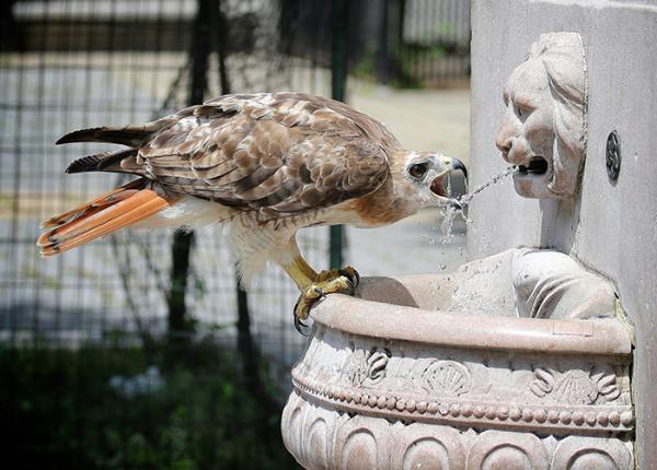 raptor er red tailed hawk drinking laura goggin