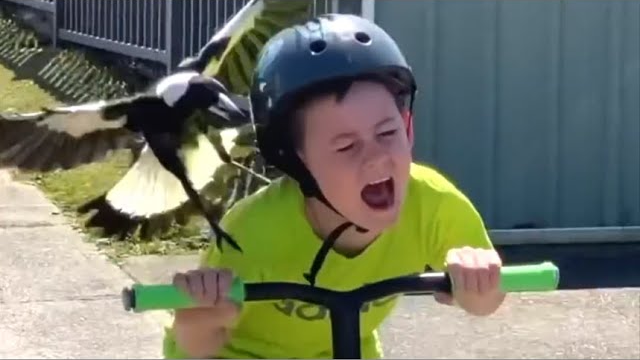 bird attacking