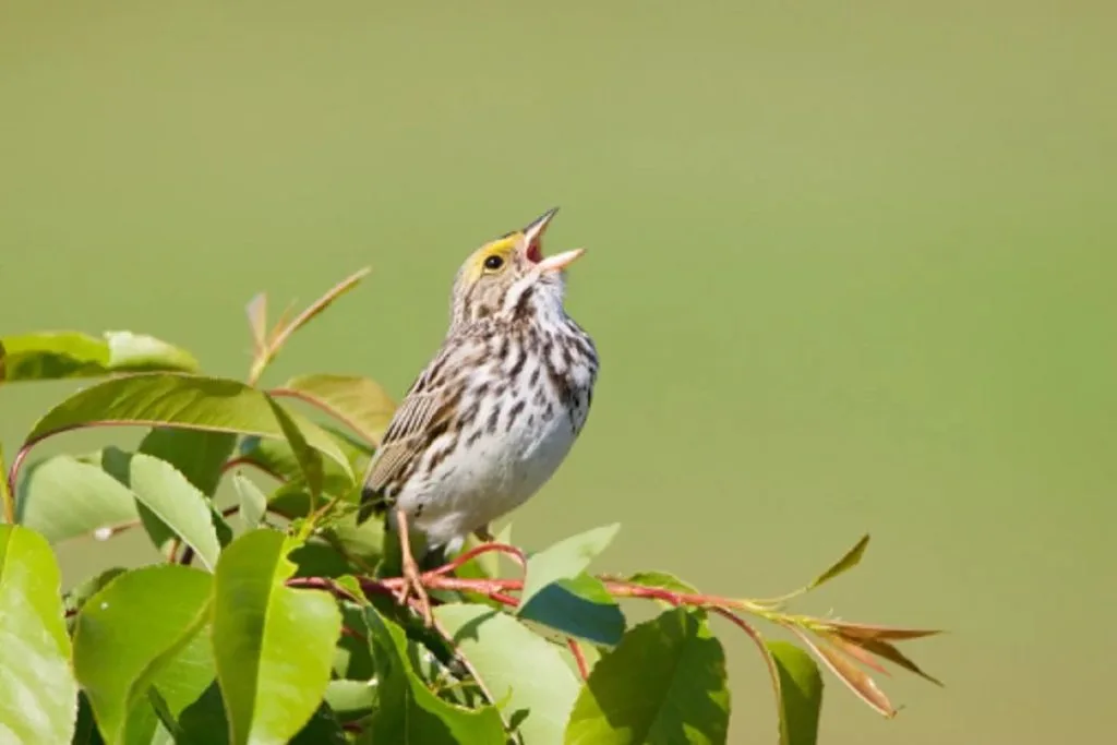 Birds That Predict Weather: Can They Really Sense Storms Coming? 2 image 1 2