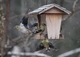 Birds That Predict Weather: Can They Really Sense Storms Coming? 3 image 2